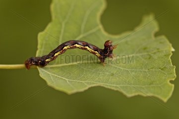 Caterpillar on an Aspen leaf