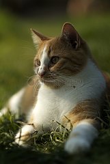 MÃ¤nnlicher roter Tabby und weiÃŸe europÃ¤ische Katze in einem Garten Frankreich