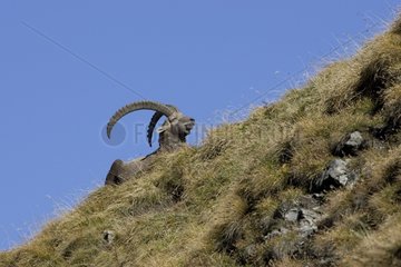 Male Ibex in Grisons NP Switzerland