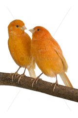 Couple Canary orange on a branch