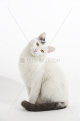 Portrait of a Domestic Cat tilting its head in a house