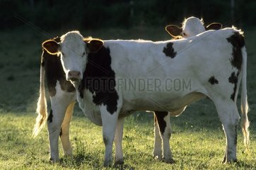 Kühe Montbéliardes au Pré in Jura Frankreich