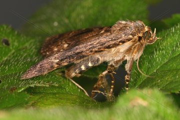 Copper Underwing on a leaf Belgium