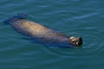 Californian sea lion in water California USA