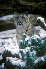 Schnee Panther Sitz in Zentralasien