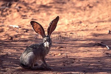 Hare seated on the ground of a path Nevada USA