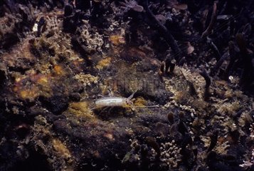 Amphipod auf Rock New England Atlantic Ocean