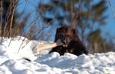 Wolverine eating a bone Area of Orsa to Sweden