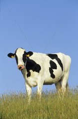 Vache à lait Prim Holstein dans un pré France