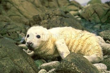 Very young Gray Seal on the Scilly Islands Britain