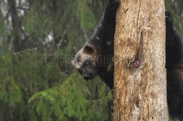 Wolverine going down of a tree Haelsingland Sweden