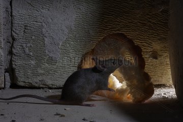 House Mouse eating a piece of bread