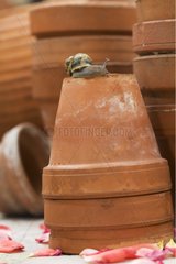 Brown gardensnail on flower pots France
