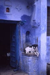 Hund vor einem Haus in Blue Rajasthan gemalt