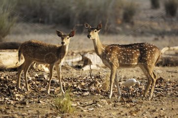 Weibliche und junge Achse -Hirsche von Angesicht zu Angesicht Indien