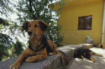 Hunde  die auf die niedrige Mauer der Terrasse eines indischen Hauses gelegt wurden