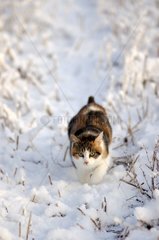 Tricolor She-cat in einem mit Schnee bedeckten Feld in der Winterbretagne