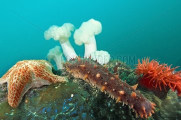Group of invertebrates under water British Columbia