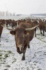 Herde von Kuh Saltern Frankreich [at]