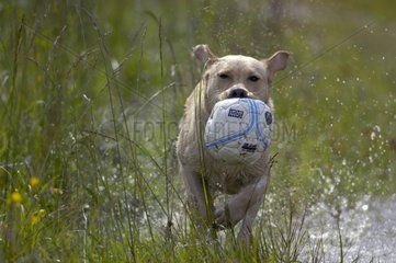 Labrador spielt mit einem Ball im Wasser
