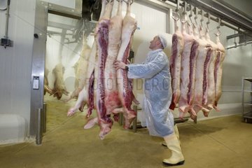Schweinefleischkadaver in einem kalten Raum im Schlachthaus