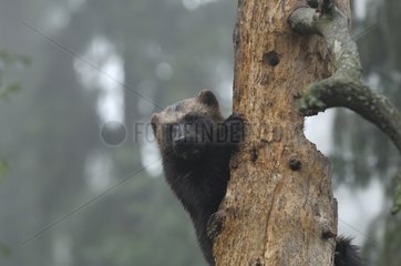 Wolverine climbing in a tree Sweden