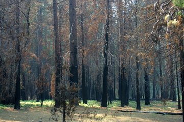 Recent fire in the forest of Yosemite NP USA