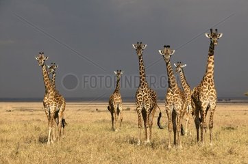 Group Masaï Giraffes in savanna Masaï Mara Kenya