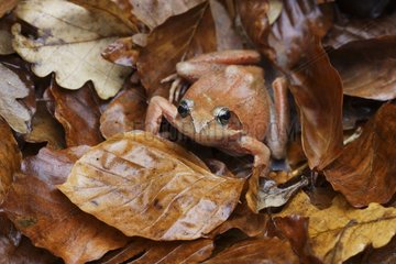 Junger europäischer Frosch auf toten Blättern Spanien