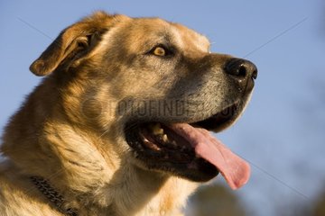 Brown dog gasping portrait