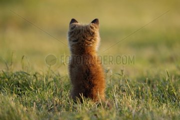 Fox cub sitting in the grass in the evening France