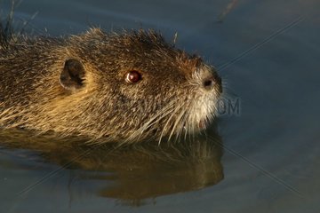 Portrait of Muskrat swimming in the Rhone in winter [AT]