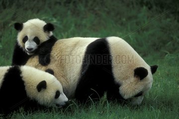 Jeunes Pandas jouant avec un adulte Sichuan Chine