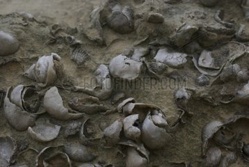 Marine Fossilien in Cliff Port des Barques Charentes Frankreich