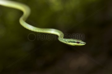 Blunt-headed green tree snake Dominican republic