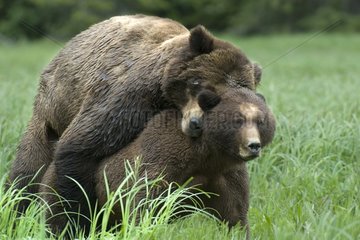 Mating Grizzlys Khutzeymateen Grizzly Bear Sanctuary Canada