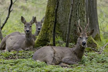Roe-Deers-Gruppe im Wald in den Wald gelegt