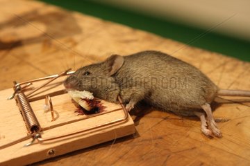 Maus tot in einer Tapette auf einer Workbench Frankreich