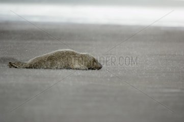 Young Grey seal under a hailstorm Donna Nook UK