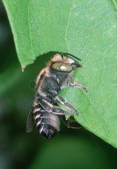 Blattschneiderbiene schneiden ein Blatt