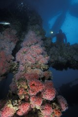 Coral and diver Washington USA