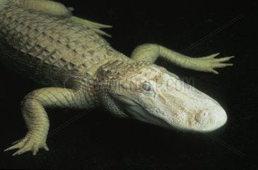 Albino American Alligator captive Florida USA