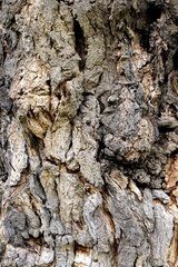Detail of the bark of a tree