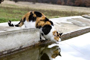 Cat and its reflection in water