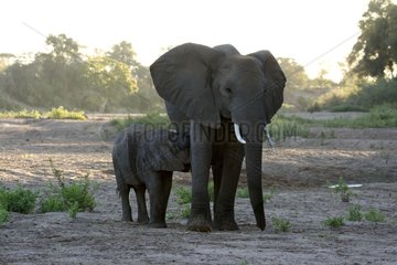 Young African elephant near its motherKruger NP South Africa