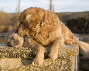 Tenderness between rabbit and Golden retriever dog France