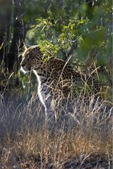Amur leopard watching around NP Kruger South Africa
