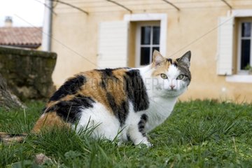 Portrait of a European Cat in a garden