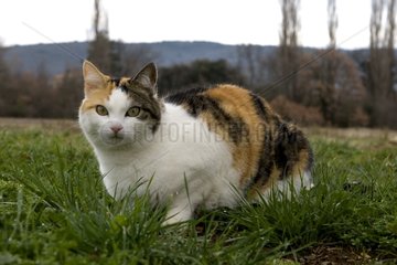 Portrait of a European Cat in a garden
