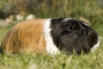 Guinea pig in a meadow Provence France